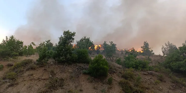 Kızılçam ormanında korkutan yangın