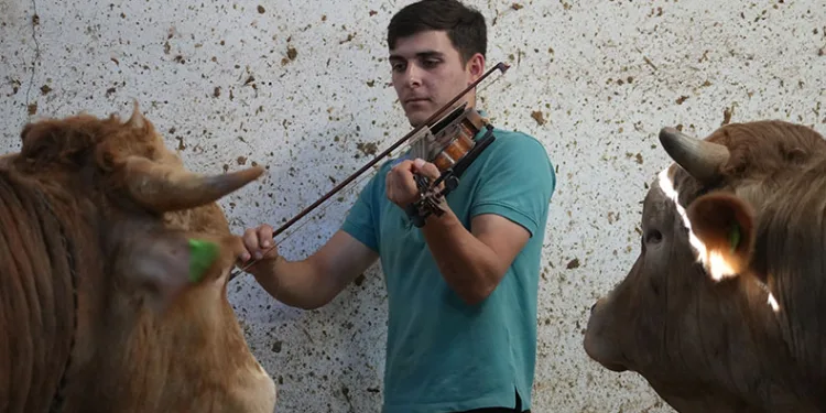 Kemanın melodisiyle büyüyen kurbanlıklar
