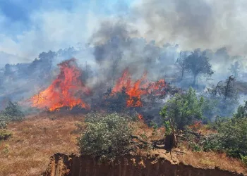 Bingöl’ün 2 ilçesinde orman yangını