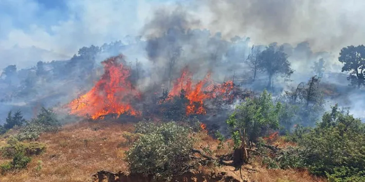 Bingöl’ün 2 ilçesinde orman yangını