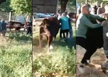Kurbanlık danayı zapt etmeye çalıştılar