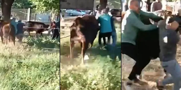 Kurbanlık danayı zapt etmeye çalıştılar