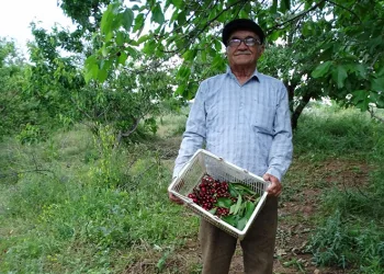 Bahçesinin bakımını tek başına yapıyor