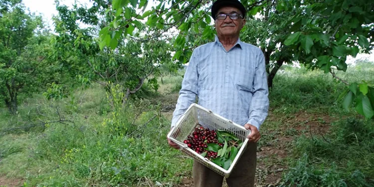 Bahçesinin bakımını tek başına yapıyor