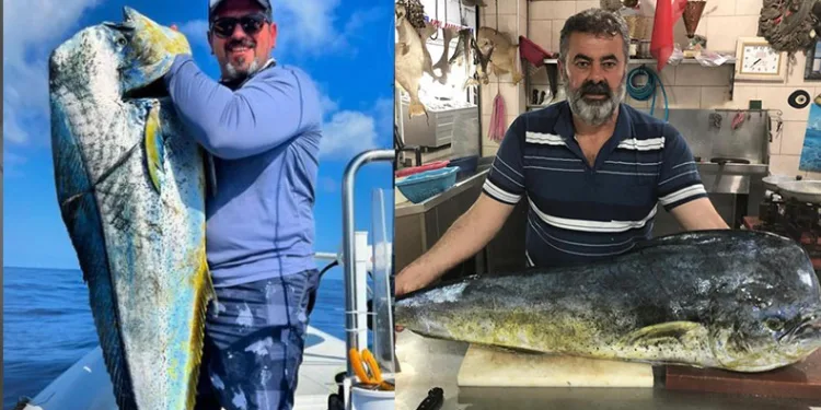 Adana’da balıkçılar 26 kiloluk lambuka yakaladı