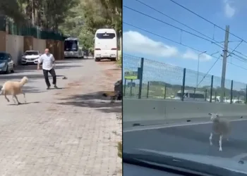 ‘Firari kurbanlıklar’ ter döktürdü