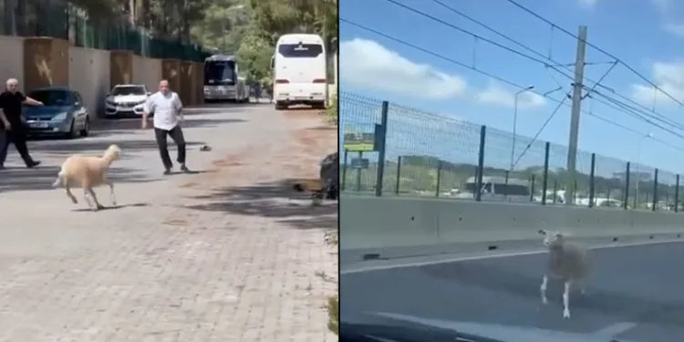 ‘Firari kurbanlıklar’ ter döktürdü