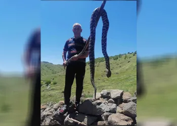 Görülen yılan vatandaşları tedirgin etti