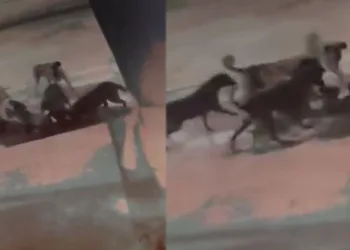 Başıboş sokak köpekleri kediyi böyle parçaladı