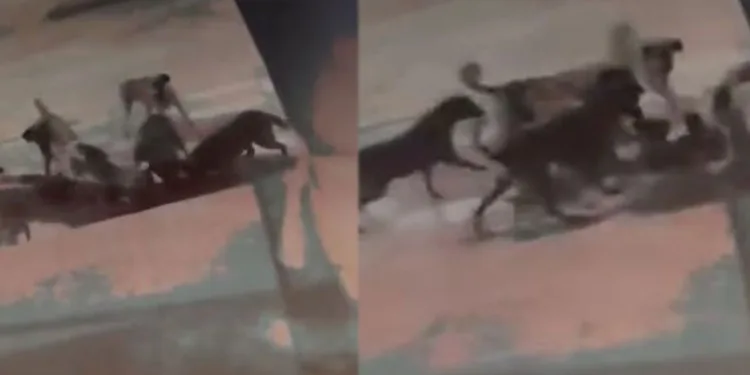 Başıboş sokak köpekleri kediyi böyle parçaladı