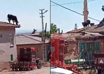 Kurbanlık büyükbaş hayvan sahibinden kaçarak çatıya çıktı