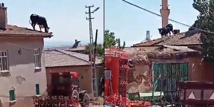Kurbanlık büyükbaş hayvan sahibinden kaçarak çatıya çıktı