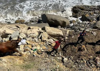 Kesilmek üzereyken denize kaçtı