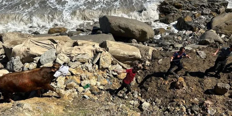 Kesilmek üzereyken denize kaçtı