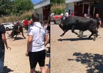 Bursa’da kaçan boğa ortalığı birbirine kattı