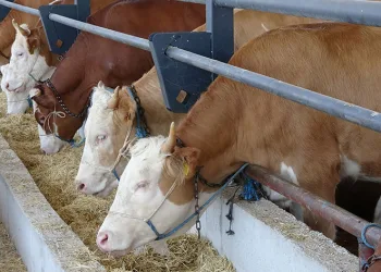 Kurbanlıklar görücüye çıktı, gören yok