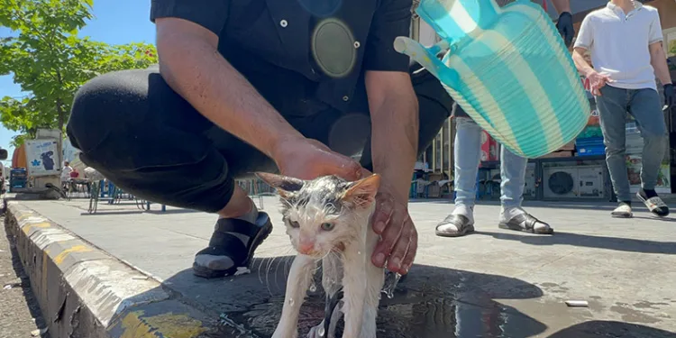 Kaputa sıkışan yavru kedi kurtarıldılar