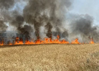 Tarım alanında başlayan yangın ormanlık alana ilerliyor