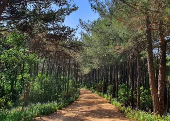 Tekirdağ’da ormanlara girişler yasaklandı