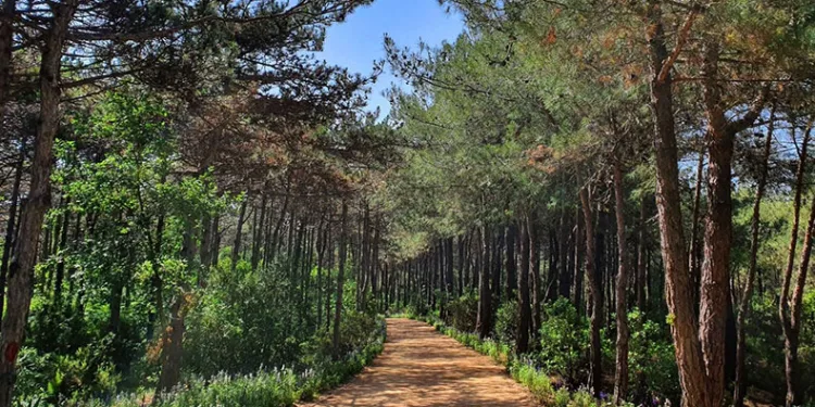 Tekirdağ’da ormanlara girişler yasaklandı