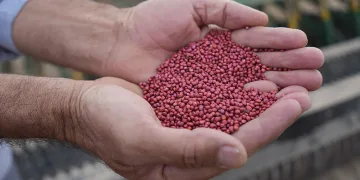 Niğde’de kuraklığa dayanıklı tohum ekildi