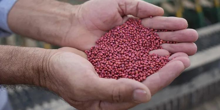 Niğde’de kuraklığa dayanıklı tohum ekildi
