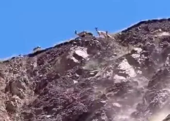Elazığ’da dağ keçileri görüldü