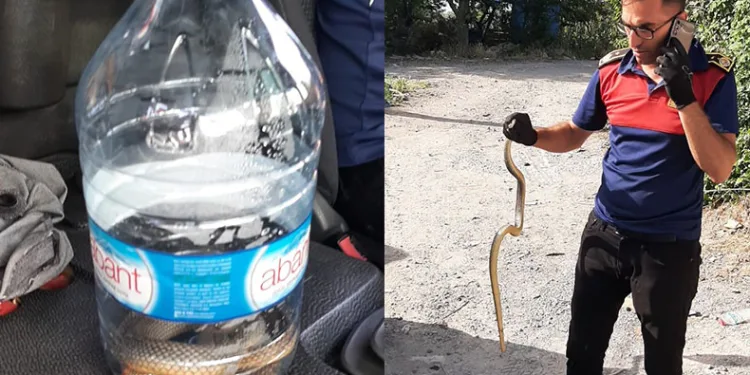 İş yerine giren yılanı itfaiye ekipleri yakaladı