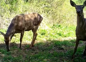 Uludağ’ın yaban hayvanları fotokapana yakalandı