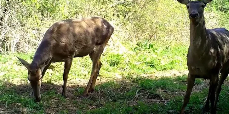 Uludağ’ın yaban hayvanları fotokapana yakalandı