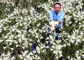 Faydaları saymakla bitmiyor