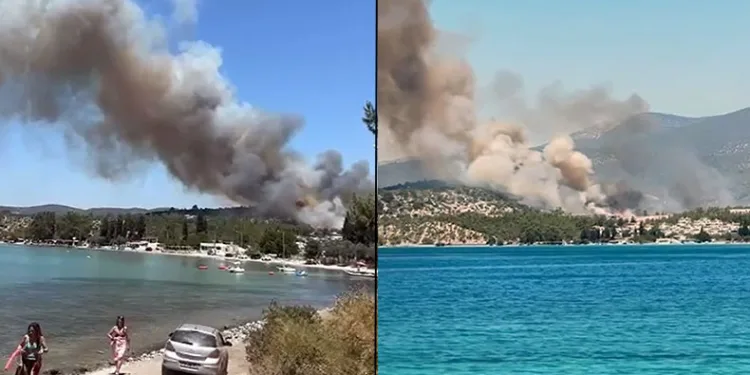 Milas’ta orman yangını