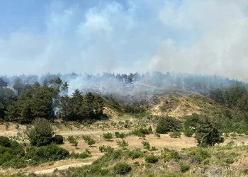 Çanakkale’de orman yangını