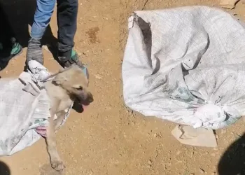Çuvala konulan köpek ölüme terk edildi
