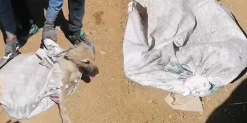 Çuvala konulan köpek ölüme terk edildi