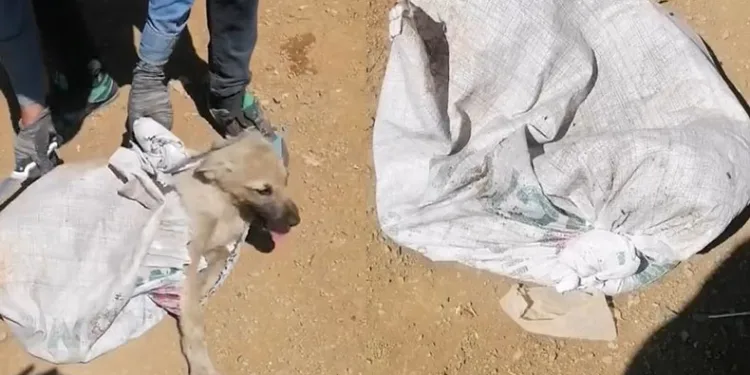 Çuvala konulan köpek ölüme terk edildi