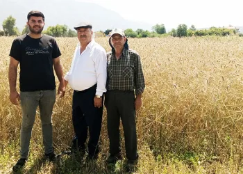 Çiftçi buğday fiyatlarının açıklanmasını bekliyor
