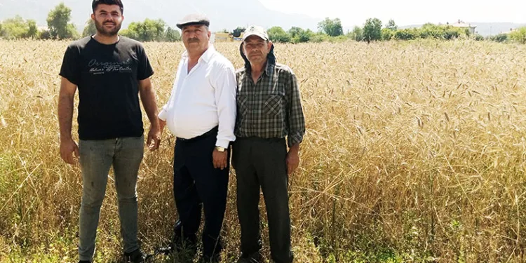 Çiftçi buğday fiyatlarının açıklanmasını bekliyor