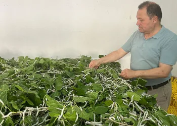 İpek böcekleri kozalarını örmeye başladı
