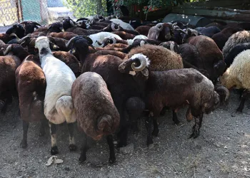 Kurban fiyatları düşüyor