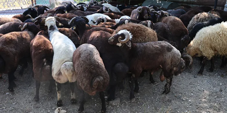 Kurban fiyatları düşüyor