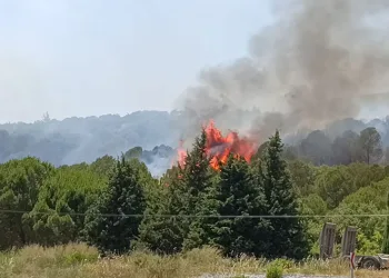 Bornova’da orman yangını