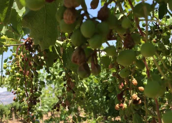 Kavurucu sıcaklar Sultaniye üzümlerini kavurdu