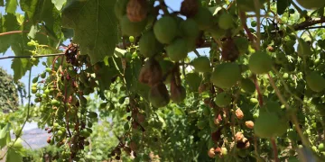 Kavurucu sıcaklar Sultaniye üzümlerini kavurdu