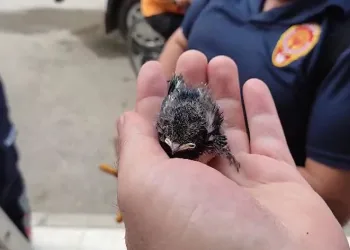 Yavru kırlangıcın imdadına itfaiye yetişti