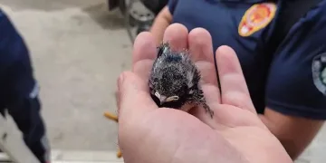 Yavru kırlangıcın imdadına itfaiye yetişti