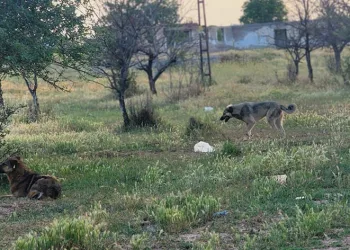 Başıboş köpekler 4 koyunu telef etti