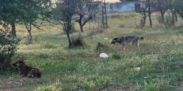 Başıboş köpekler 4 koyunu telef etti