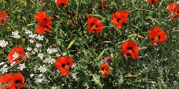Kars’ta Haziran güzelliği