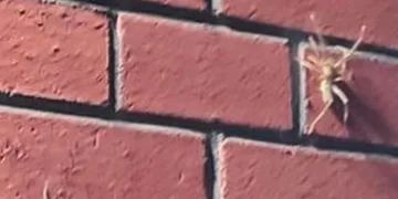 Niğde’de “Sarıkız Örümceği” görüldü